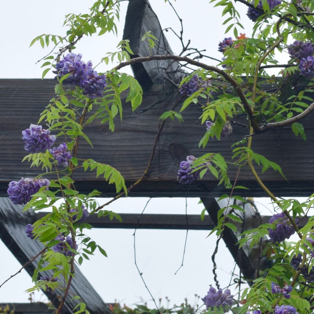 Glycine Toujours en fleurs - Wisteria frutescens amethyst falls