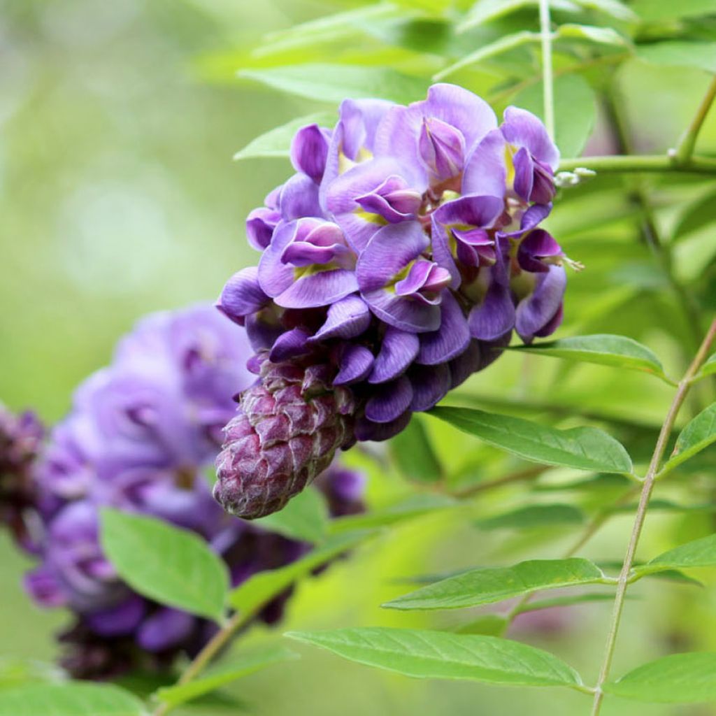 Glycine Toujours en fleurs - Wisteria frutescens amethyst falls