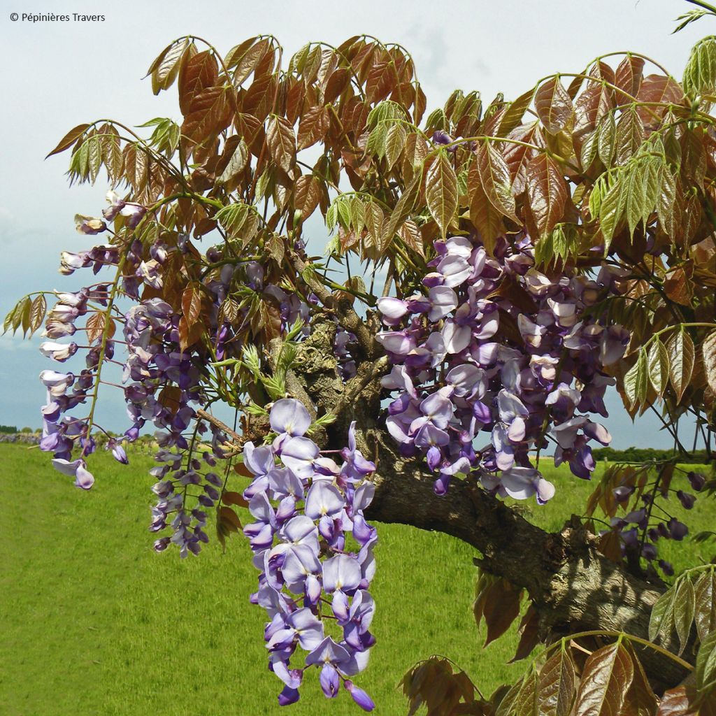 Glycine (wisteria) : choix et conseils de culture