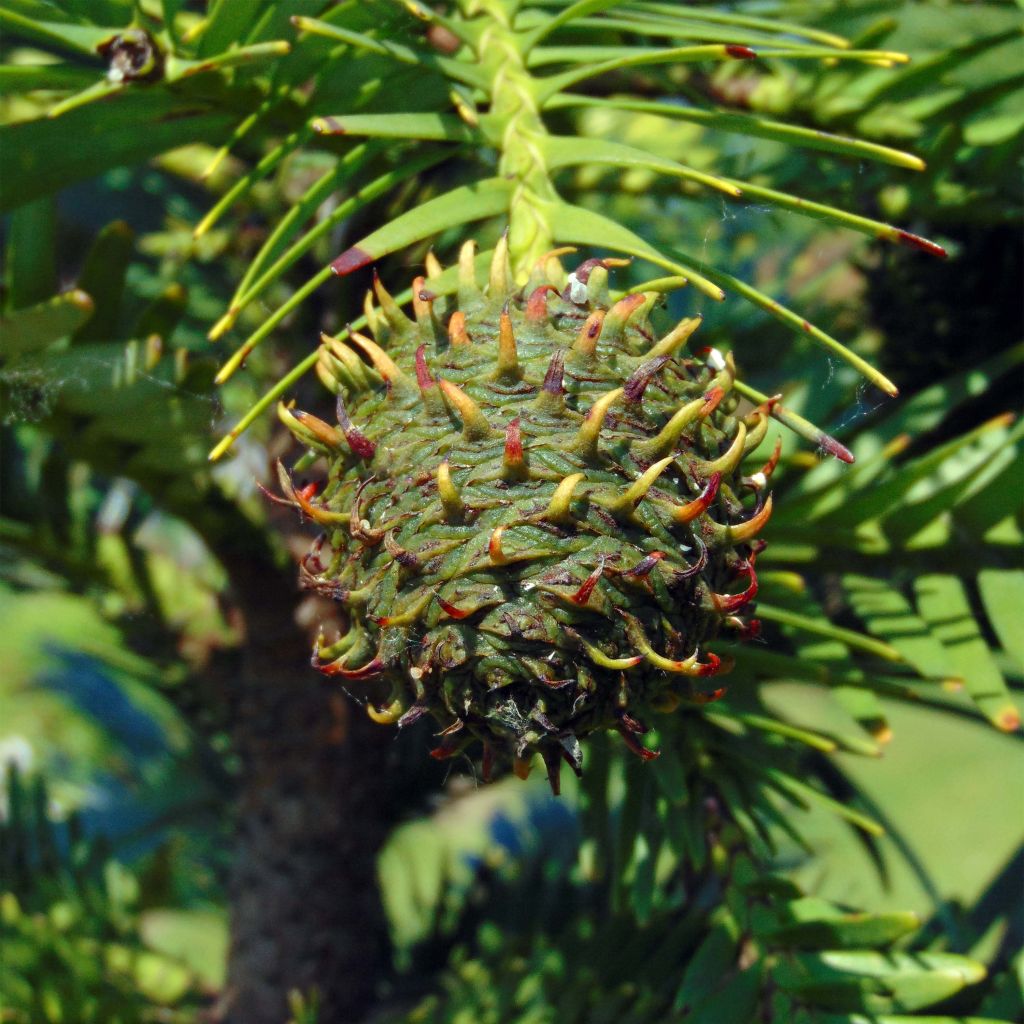 Wollemia nobilis - Pin de Wollemi