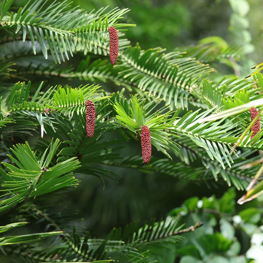 Wollemia nobilis - Pin de Wollemi