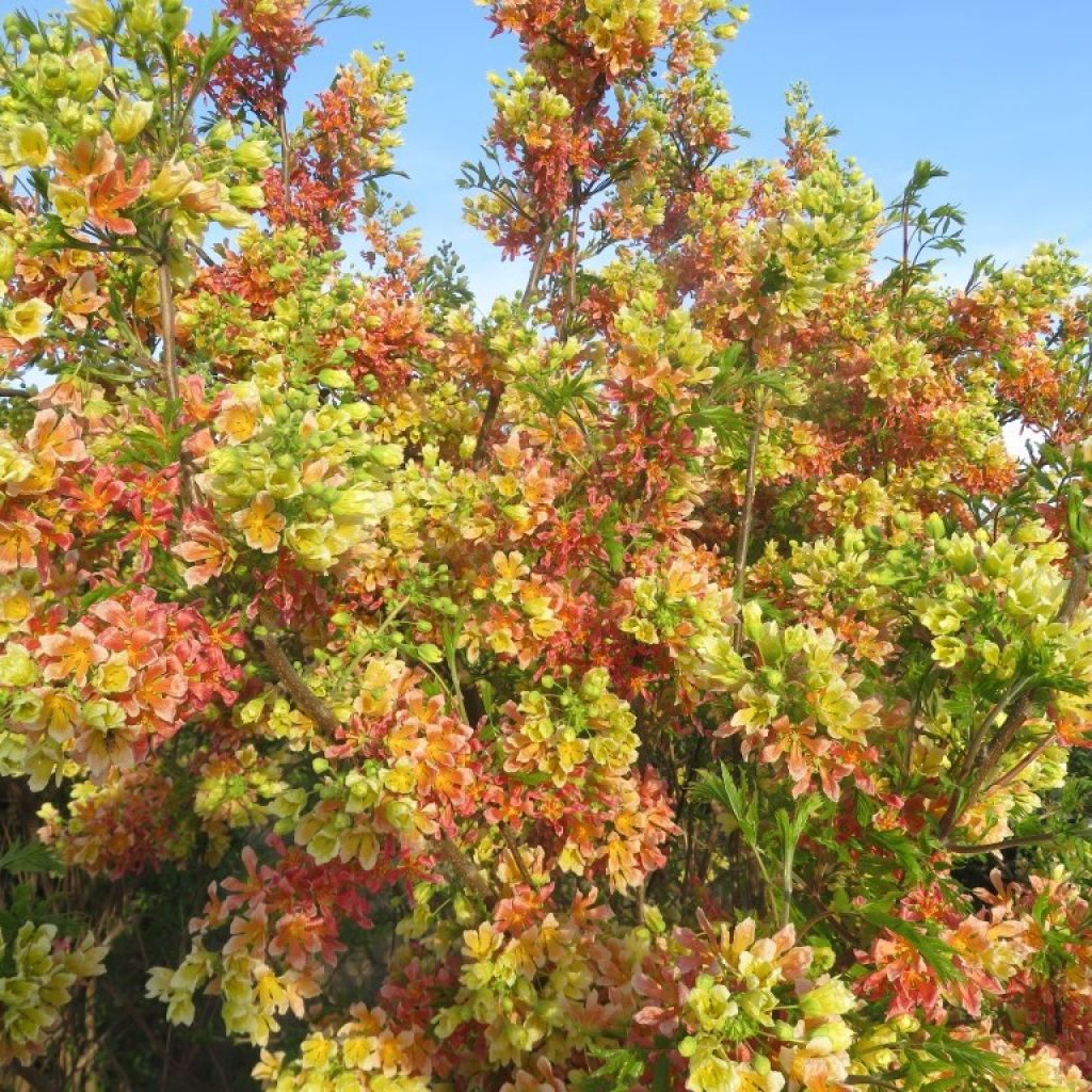 Xanthoceras sorbifolium HAPPY® Orange - Xanthocère à feuilles de sorbier