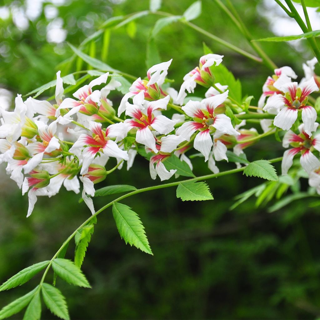 Xanthoceras sorbifolium - Xanthocère à feuilles de sorbier