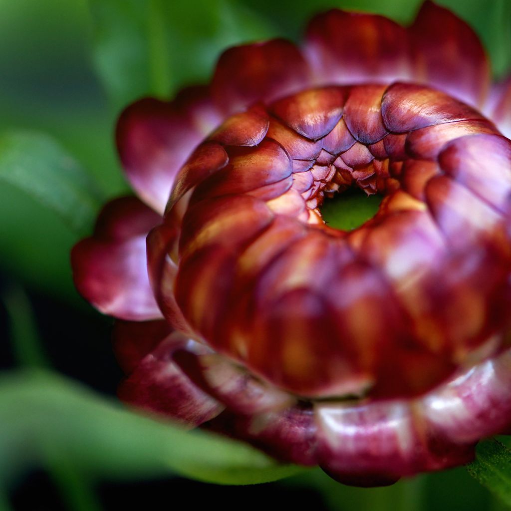 Xerochrysum Granvia Red Flame