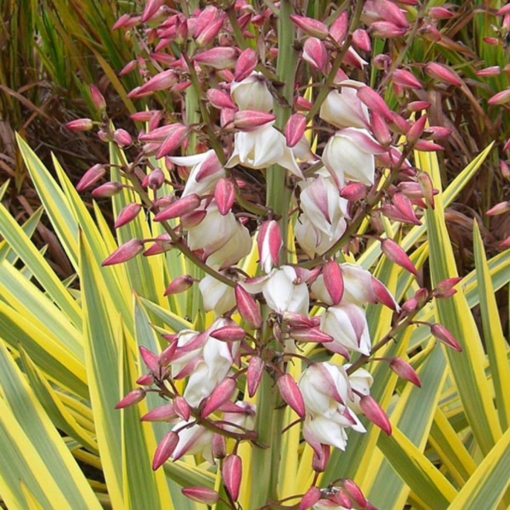 Yucca Bright Star - Yucca panaché