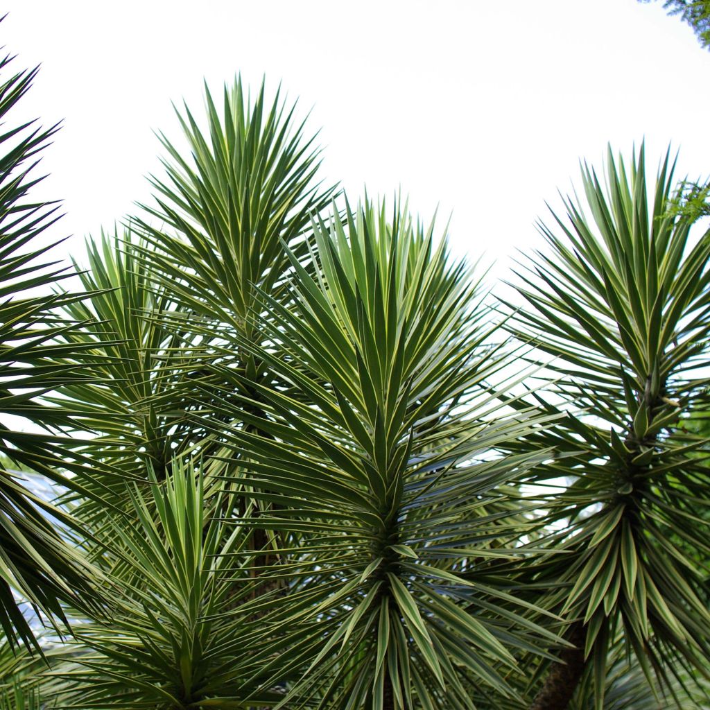 Yucca aloifolia - Yucca à feuilles d'Aloès.