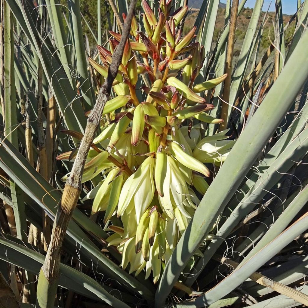 Yucca banane - Yucca baccata