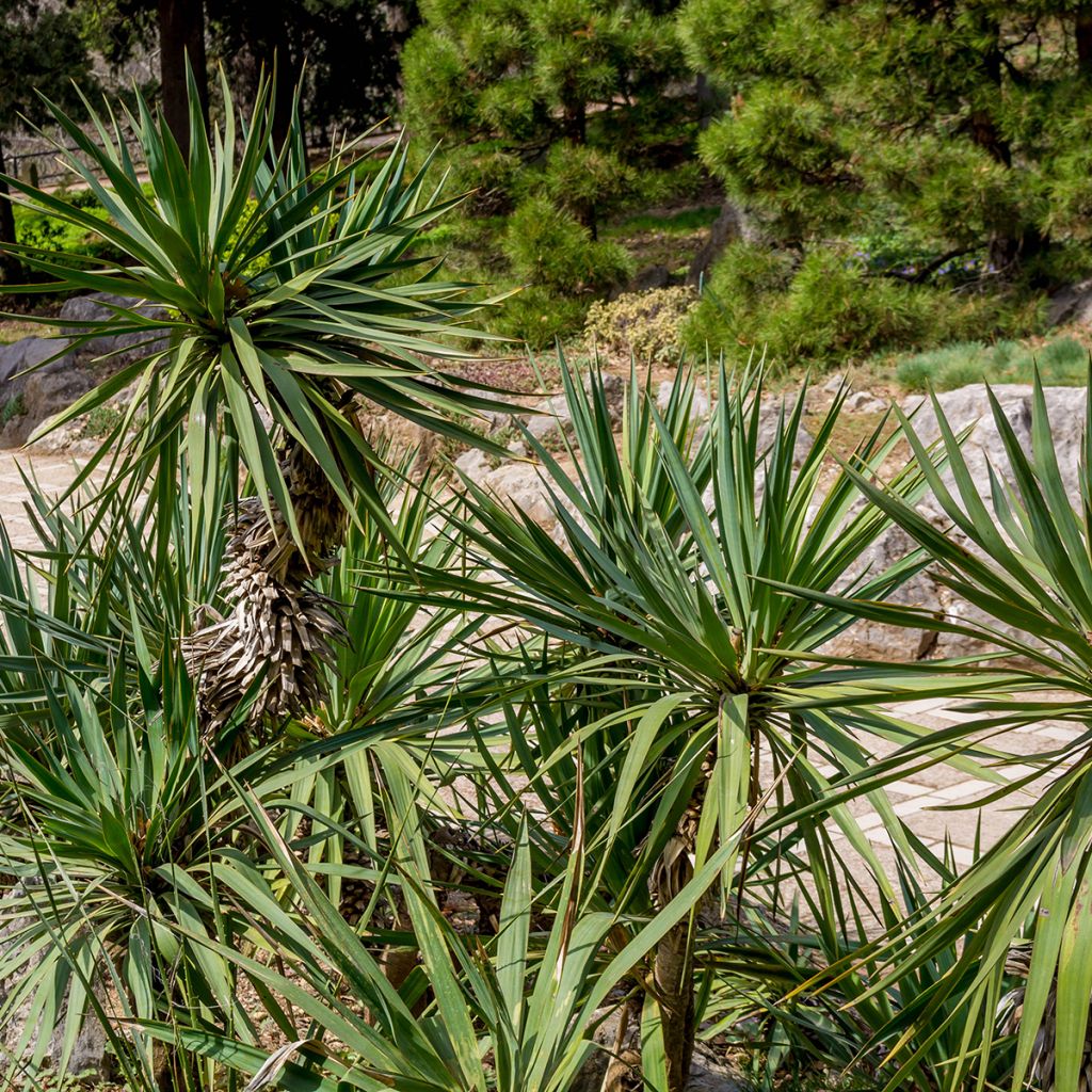 Yucca elephantipes - Yucca pied d'éléphant 