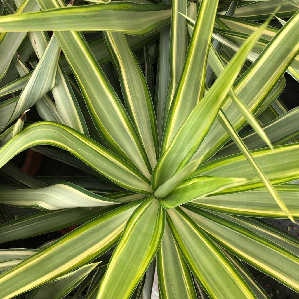 Yucca elephantipes Jewel - Yucca pied d'éléphant panaché