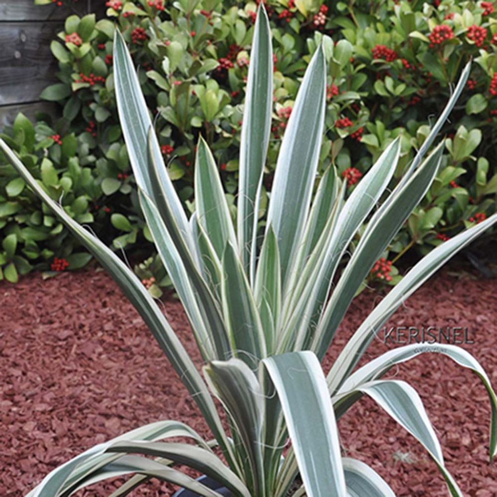 Yucca filamentosa Ivory Tower - Yucca filamenteux panaché