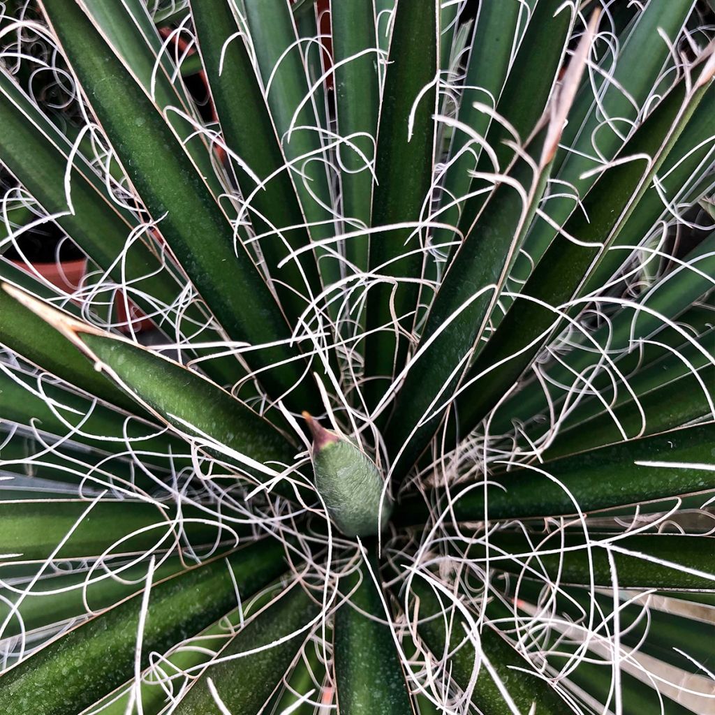 Yucca filifera - Yucca filifère