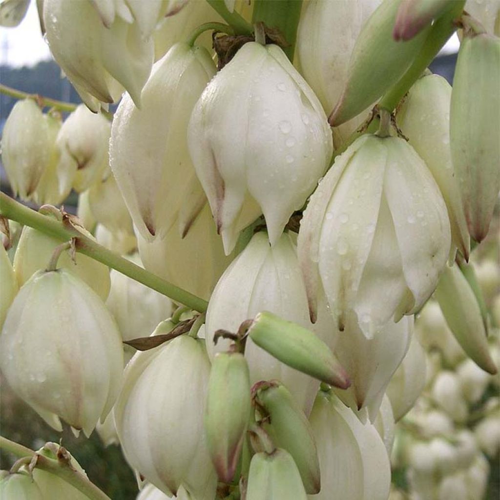 Yucca gloriosa - Dague espagnole