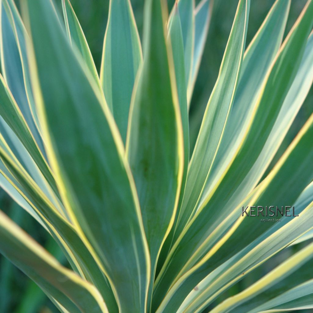 Yucca gloriosa Variegata - Dague espagnole - Yucca superbe panaché