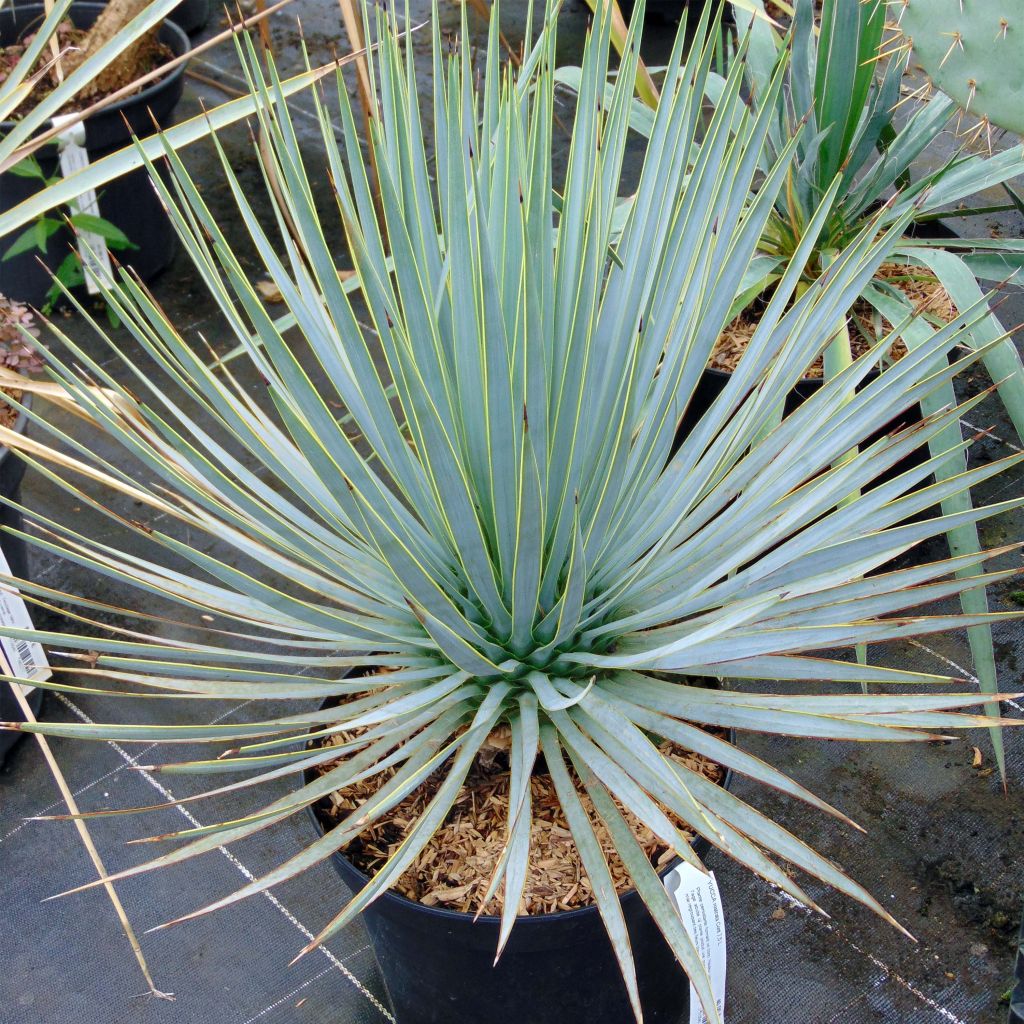 Yucca rostrata en pot de 3L