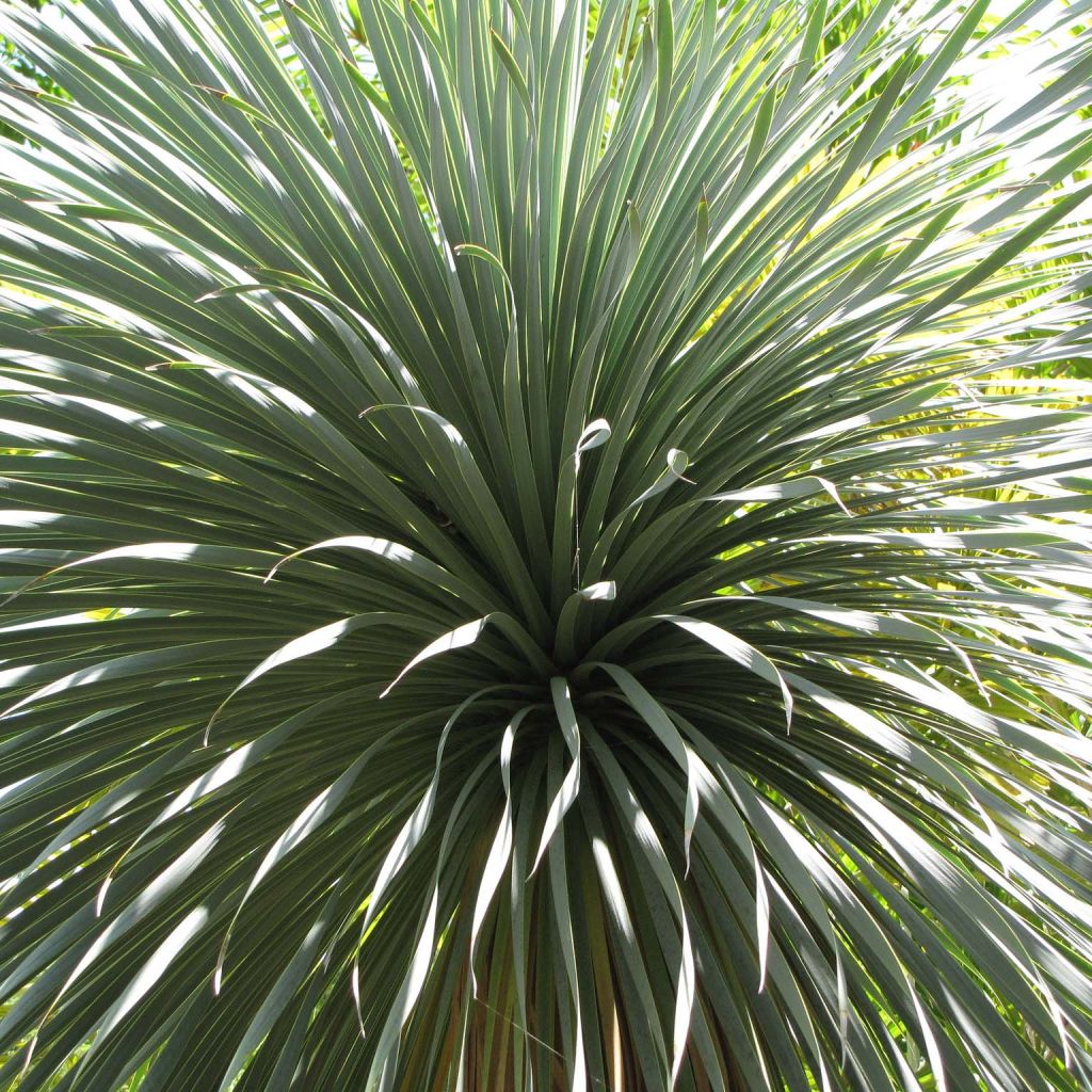 Yucca rostrata en pot de 3L