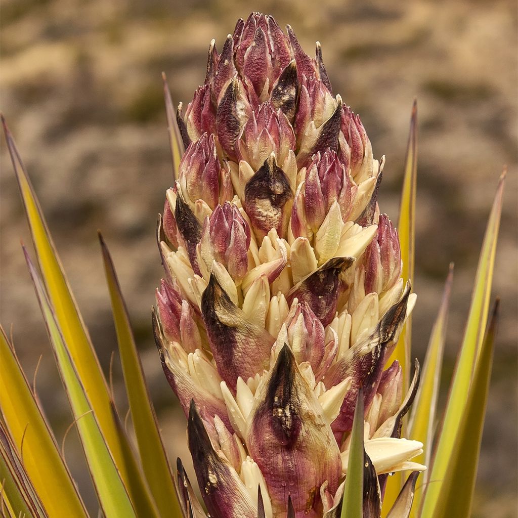 Yucca torreyi - Yucca de Torrey