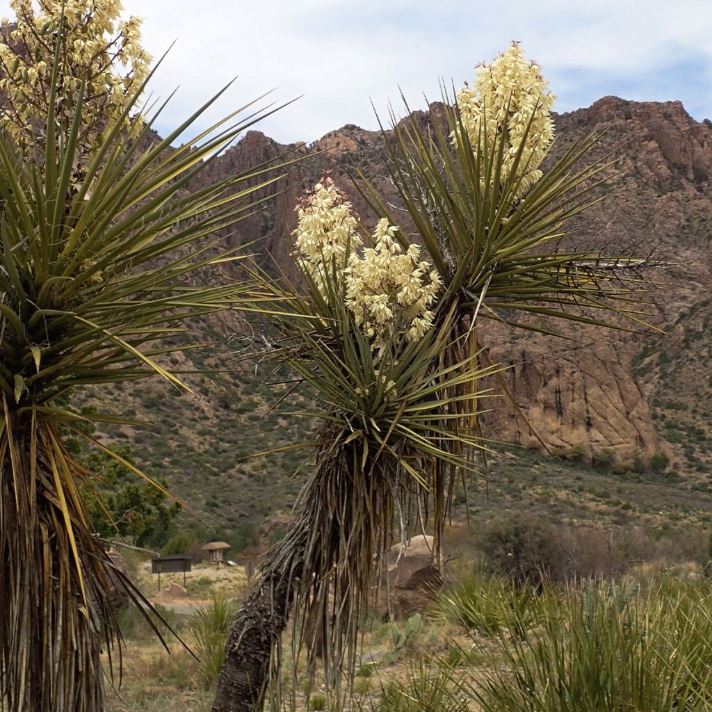 Yucca torreyi - Yucca de Torrey