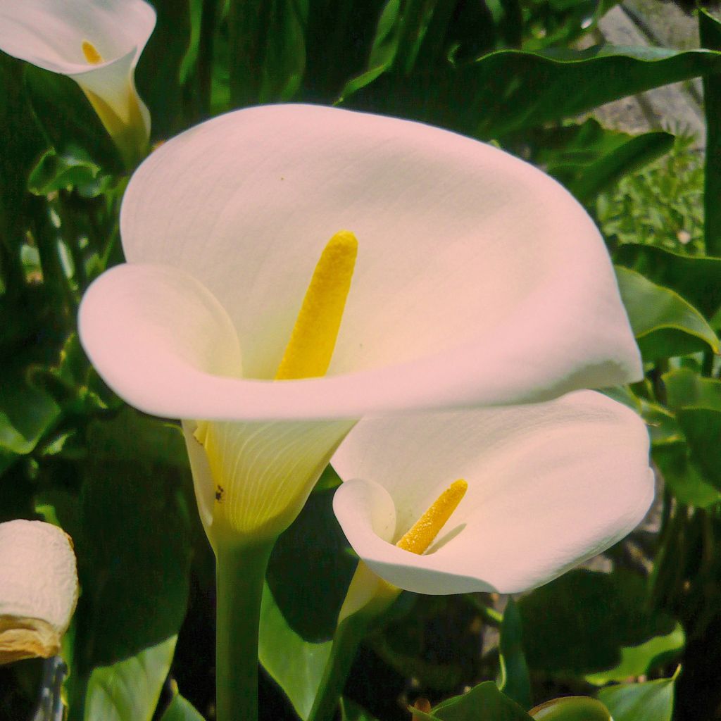 Arum d'Ethiopie, Zantedeschia Pink Misty