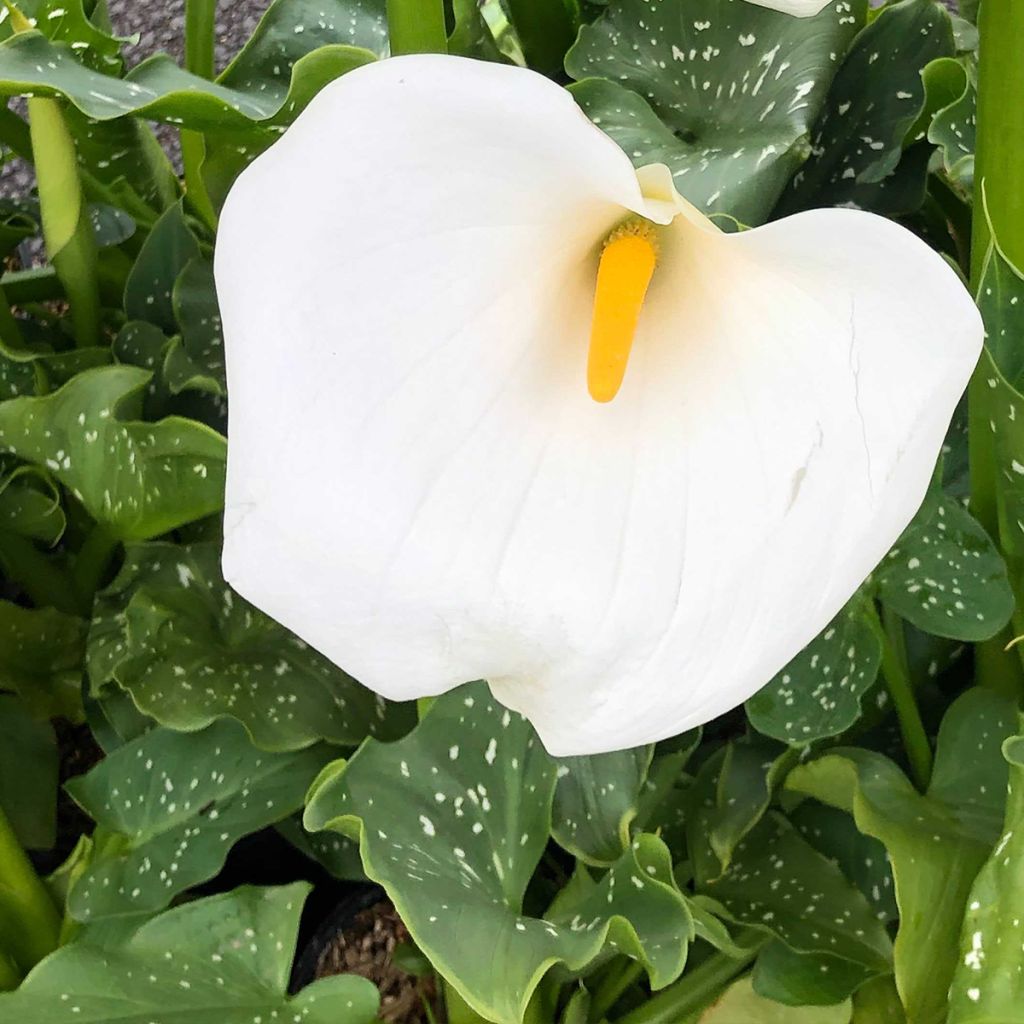 Zantedeschia aethiopica Himalaya - Arum d'Ethiopie géant