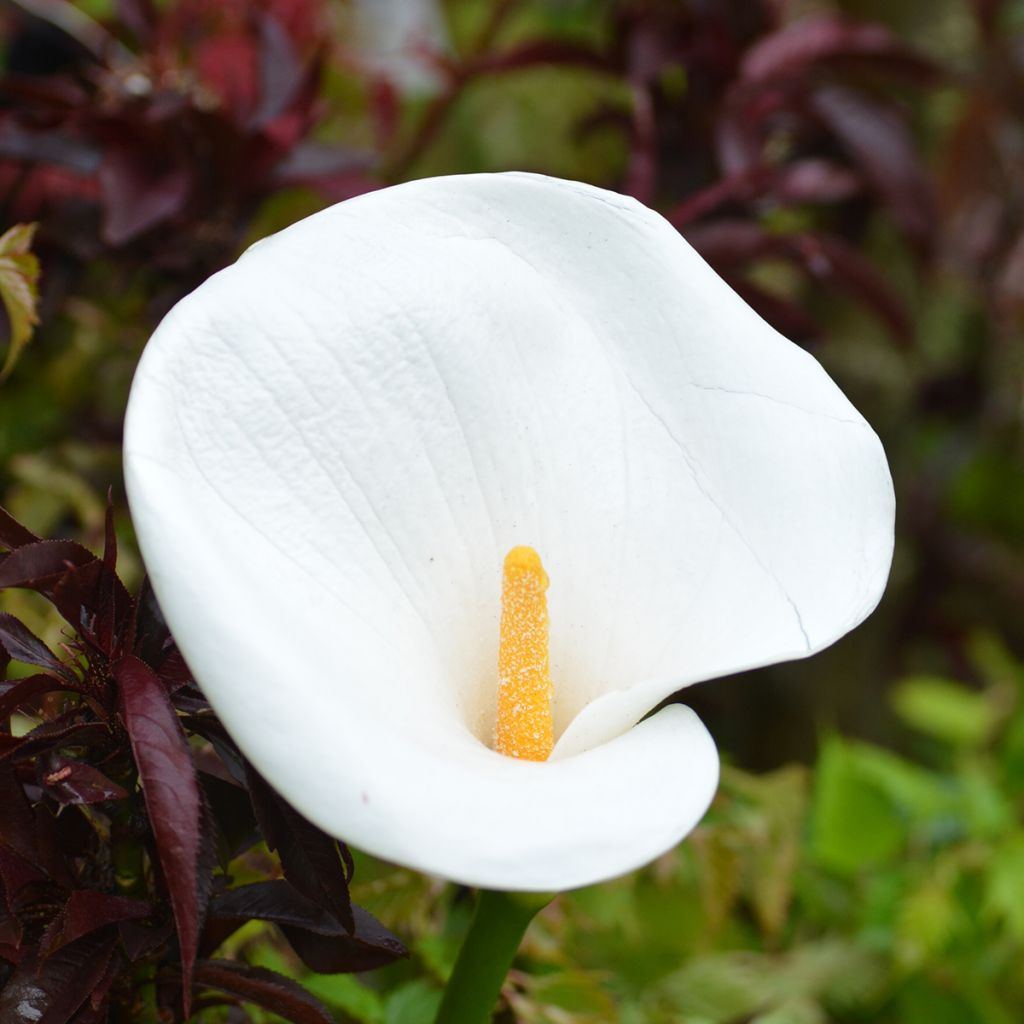 Arum ou Calla blanc - Zantedeschia aethiopica