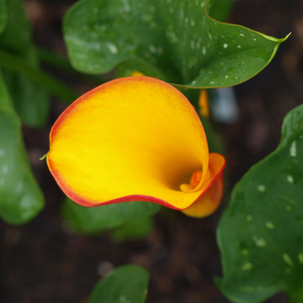 Arum ou Calla jaune virant au rouge - Zantedeschia Flame 