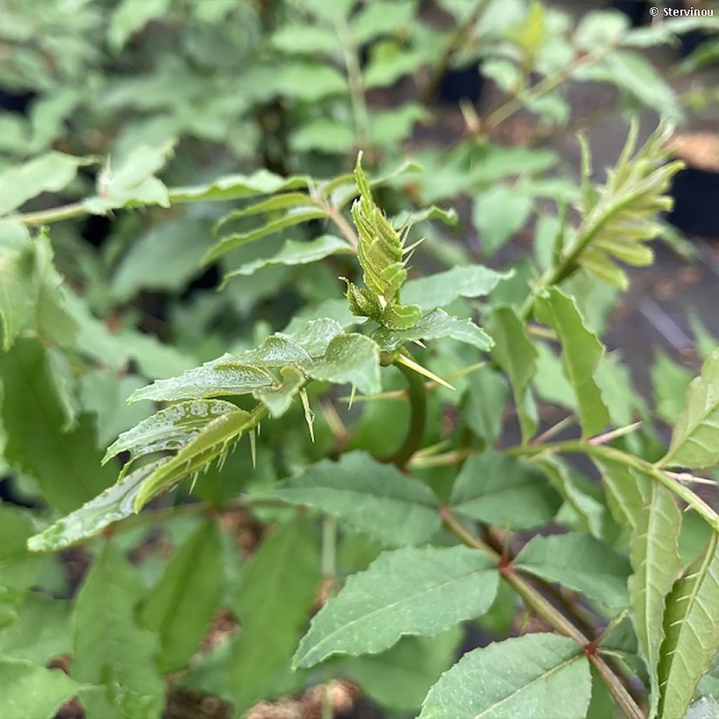 Zanthoxylum americanum - Clavalier américain