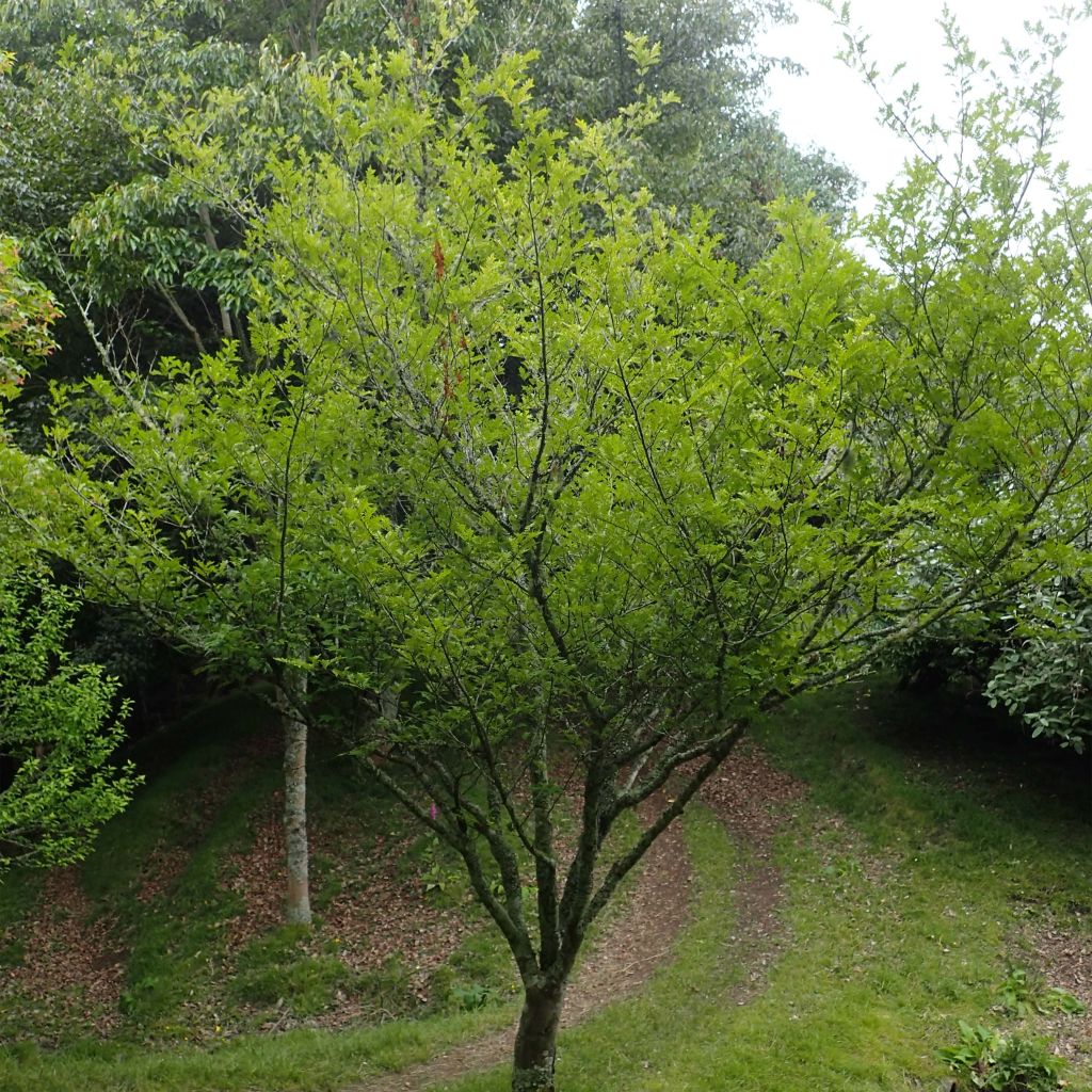 Zanthoxylum piperitum - Poivrier du Sichuan