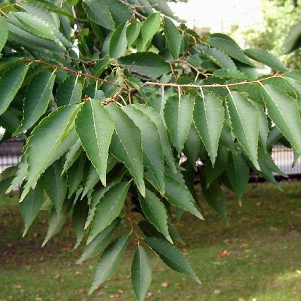 Bonsaï Zelkova serrata en forme de boule avec cache-pot bleu