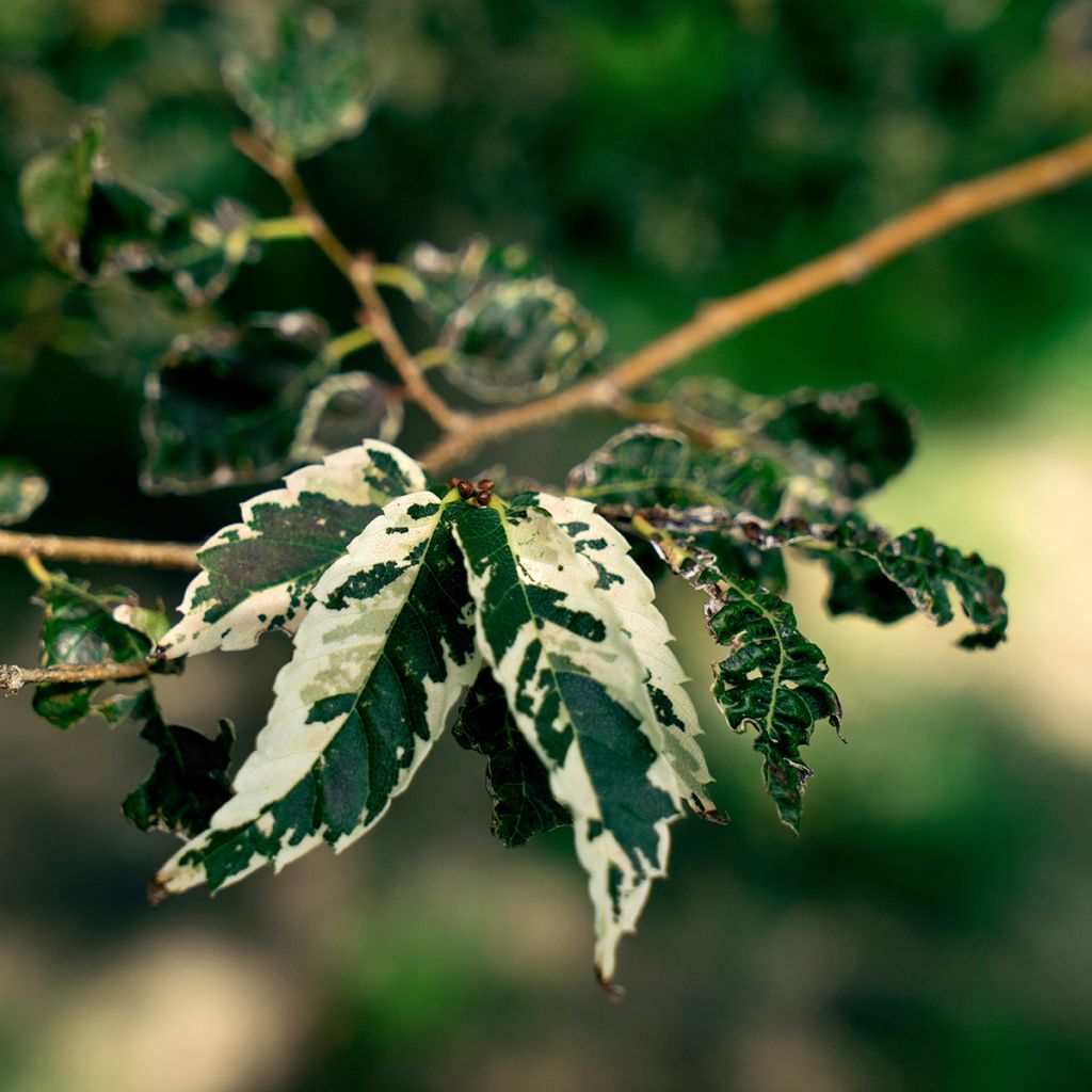 Zelkova serrata Variegata - Zelkova du Japon panaché