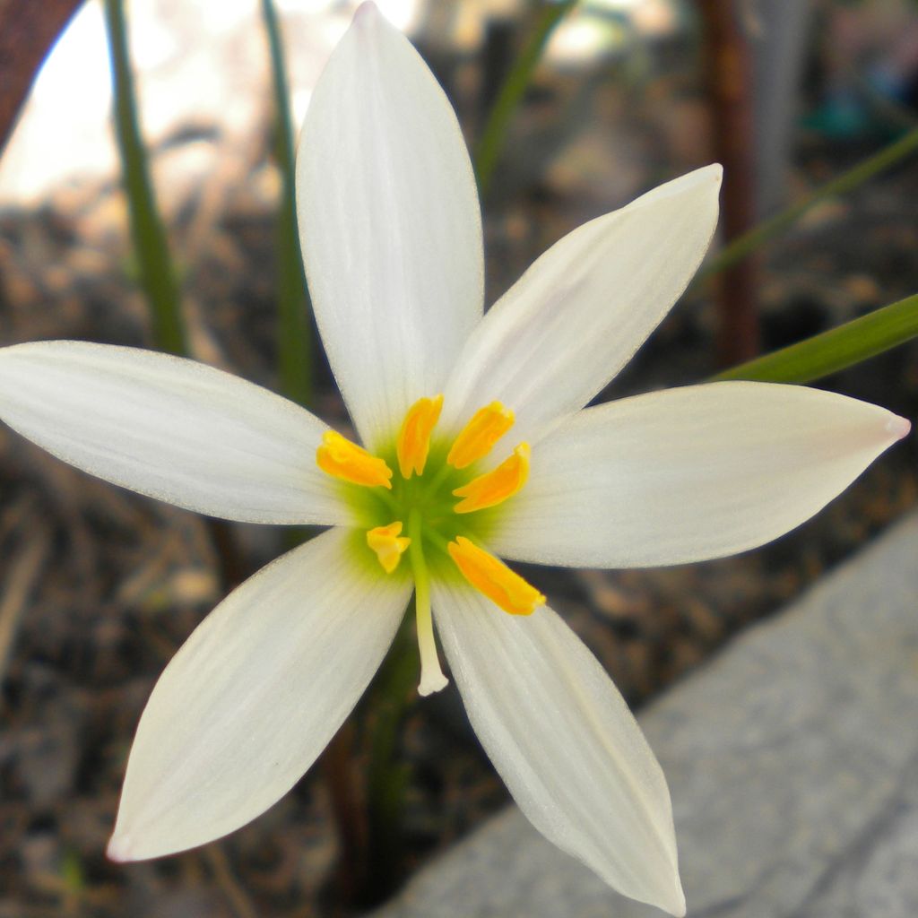 Zephyranthes candida - Lis zéphyr