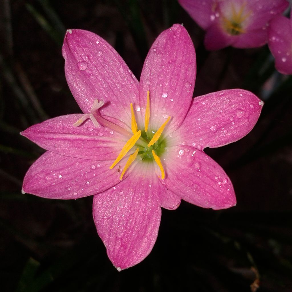 Zephyranthes rosea - Lis zéphir rose