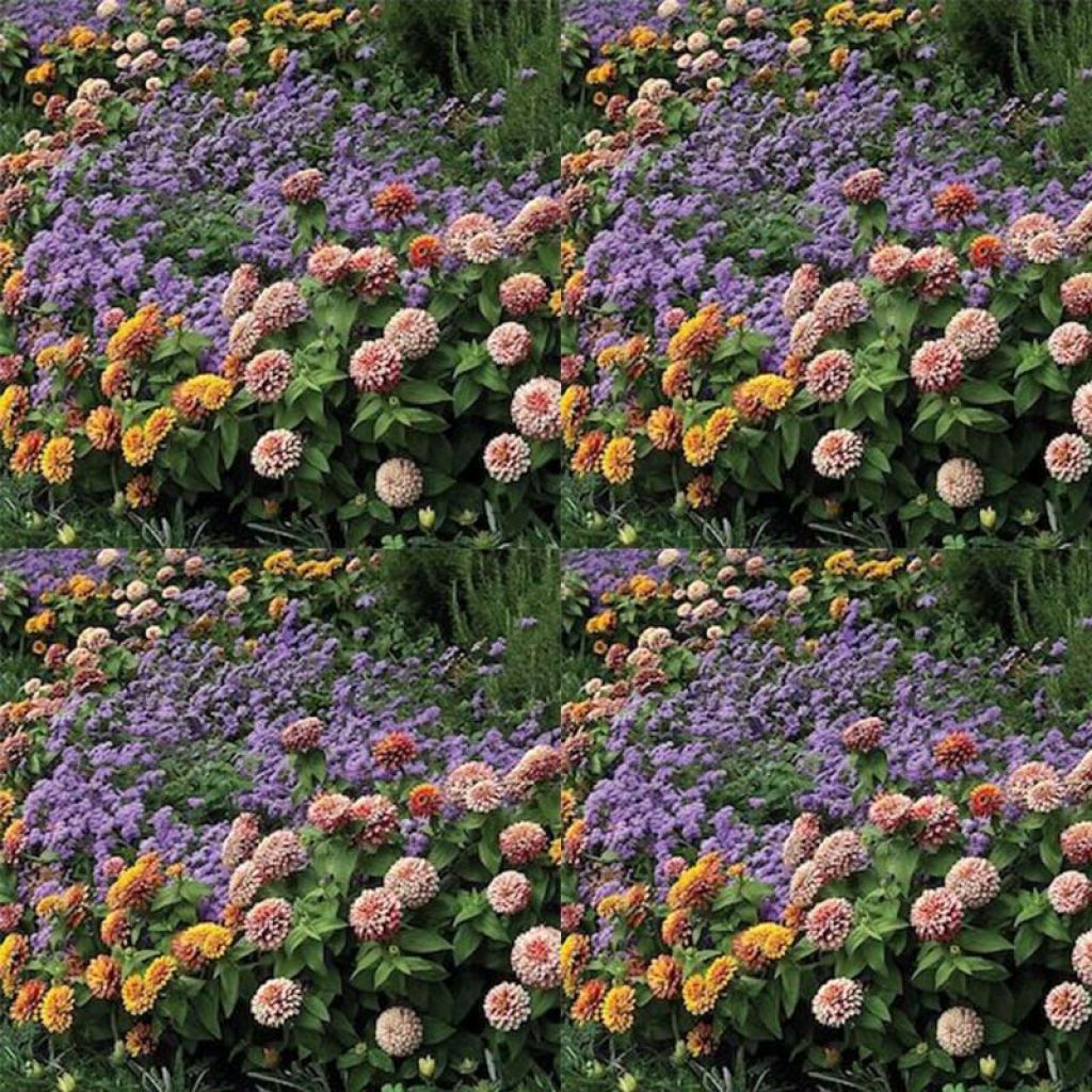 Zinnia Swizzle mélange - Zinnia hybride double