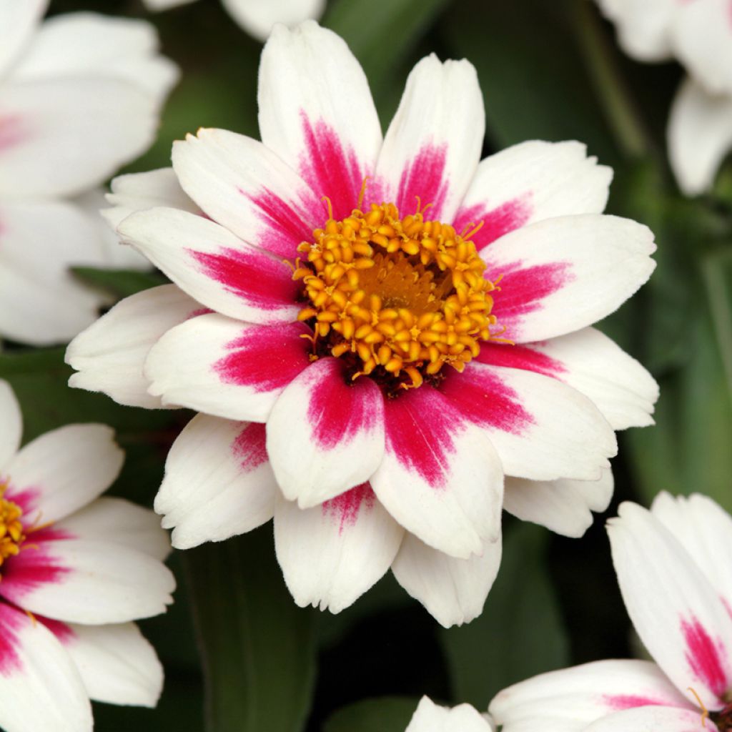 Graines de Zinnia du Maryland Zahara Starlight Rose