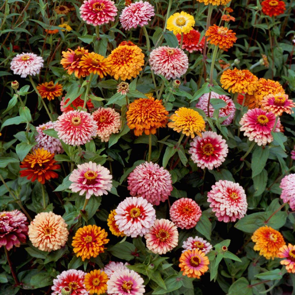 Graines de Zinnia elegans Whirlygig Mixed