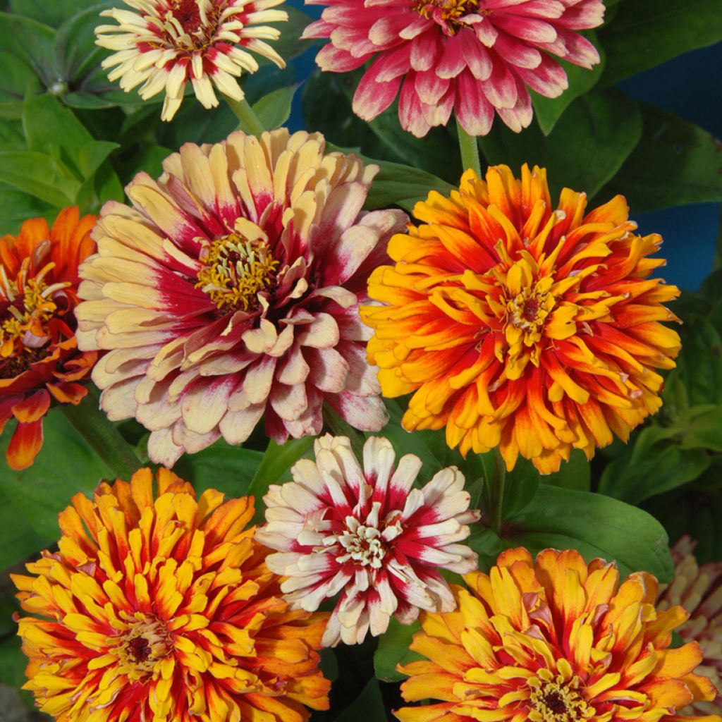 Graines de Zinnia elegans Whirlygig Mixed