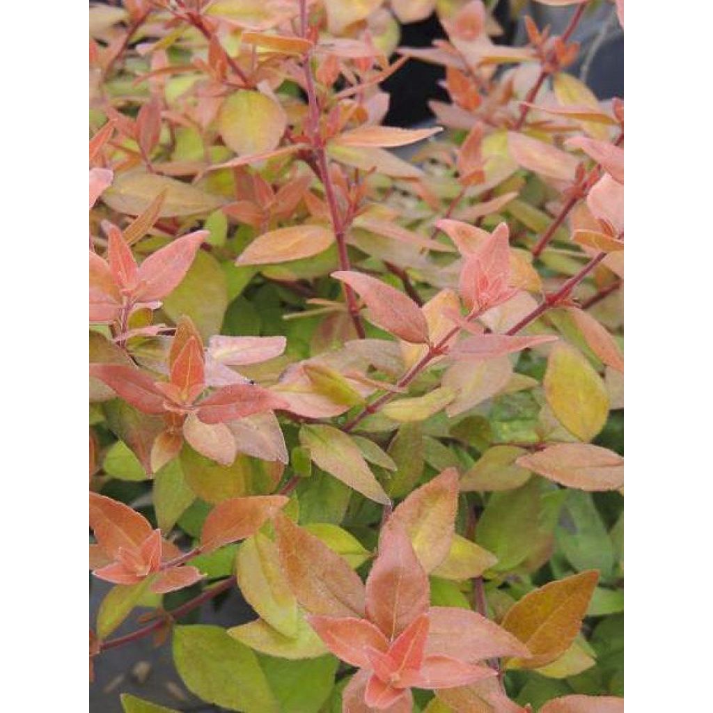 Abelia grandiflora Caramel Charm - Abélia à grandes fleurs