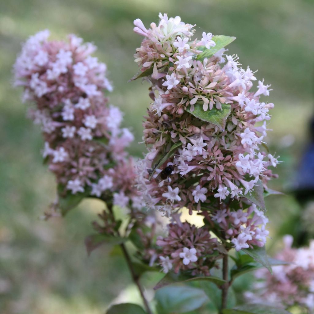 Abelia chinensis - Abélia de Chine