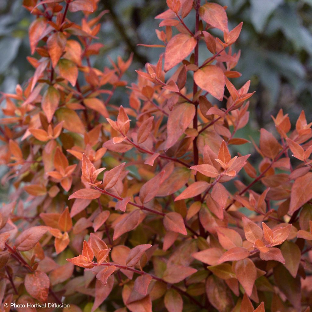 Abelia grandiflora Caramel Charm - Abélia à grandes fleurs