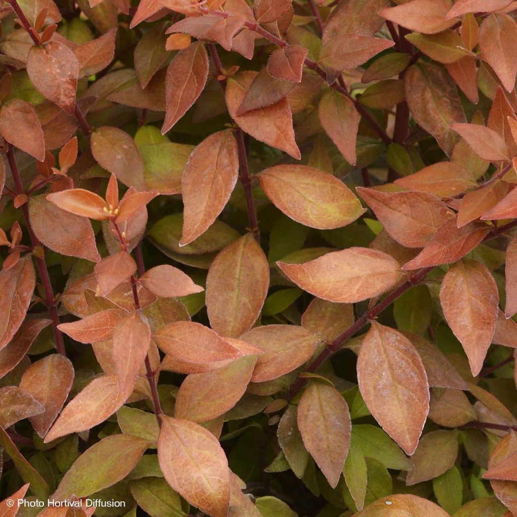 Abelia grandiflora Caramel Charm - Abélia à grandes fleurs