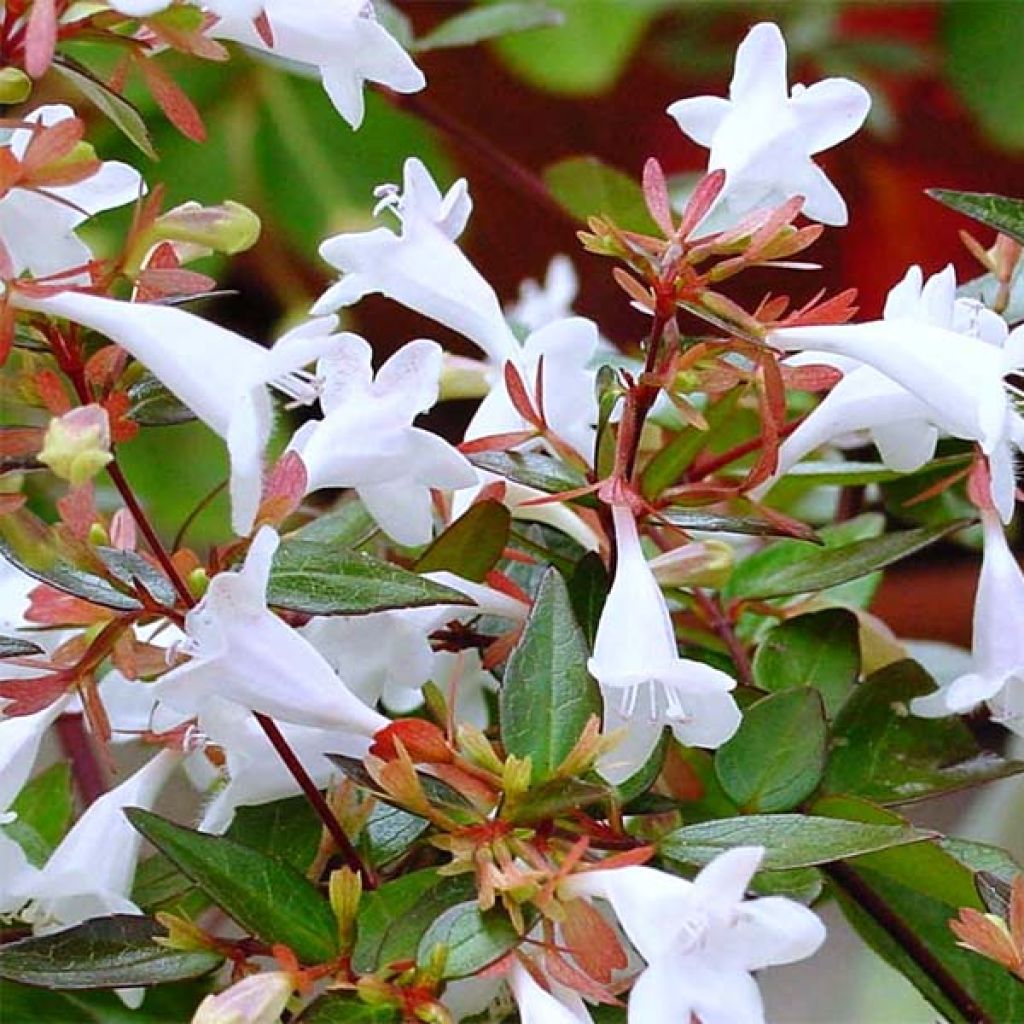 Abélia grandiflora Kaléidoscope