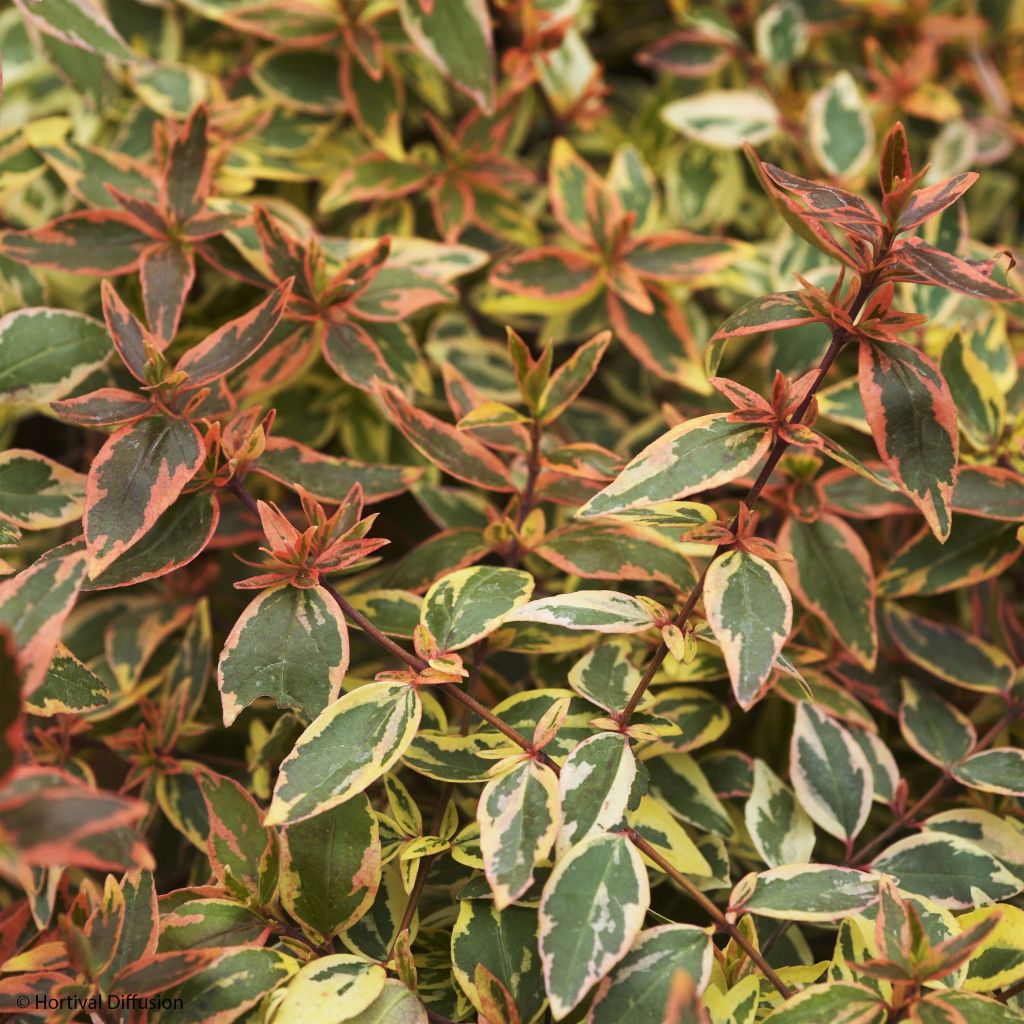 Abelia grandiflora Tricolor Charm