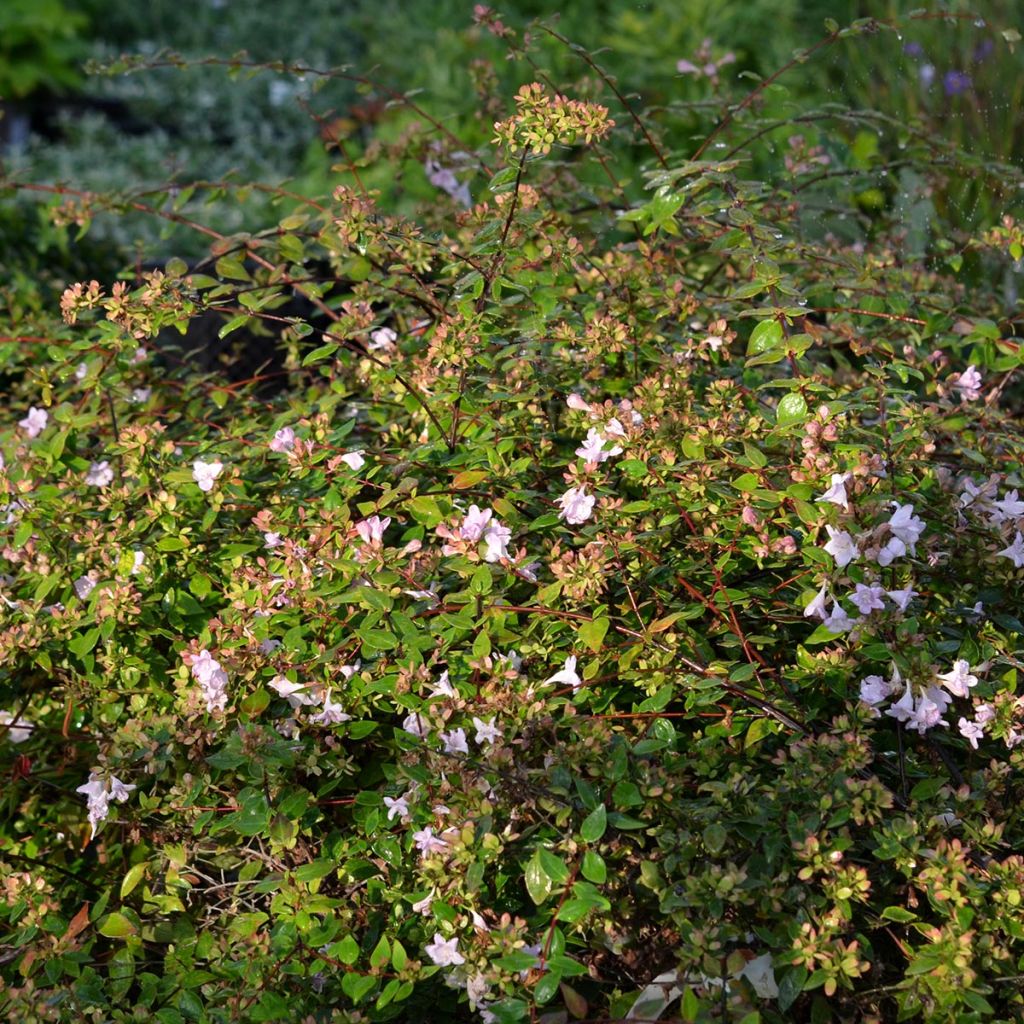 Abelia Petite Garden Minedward