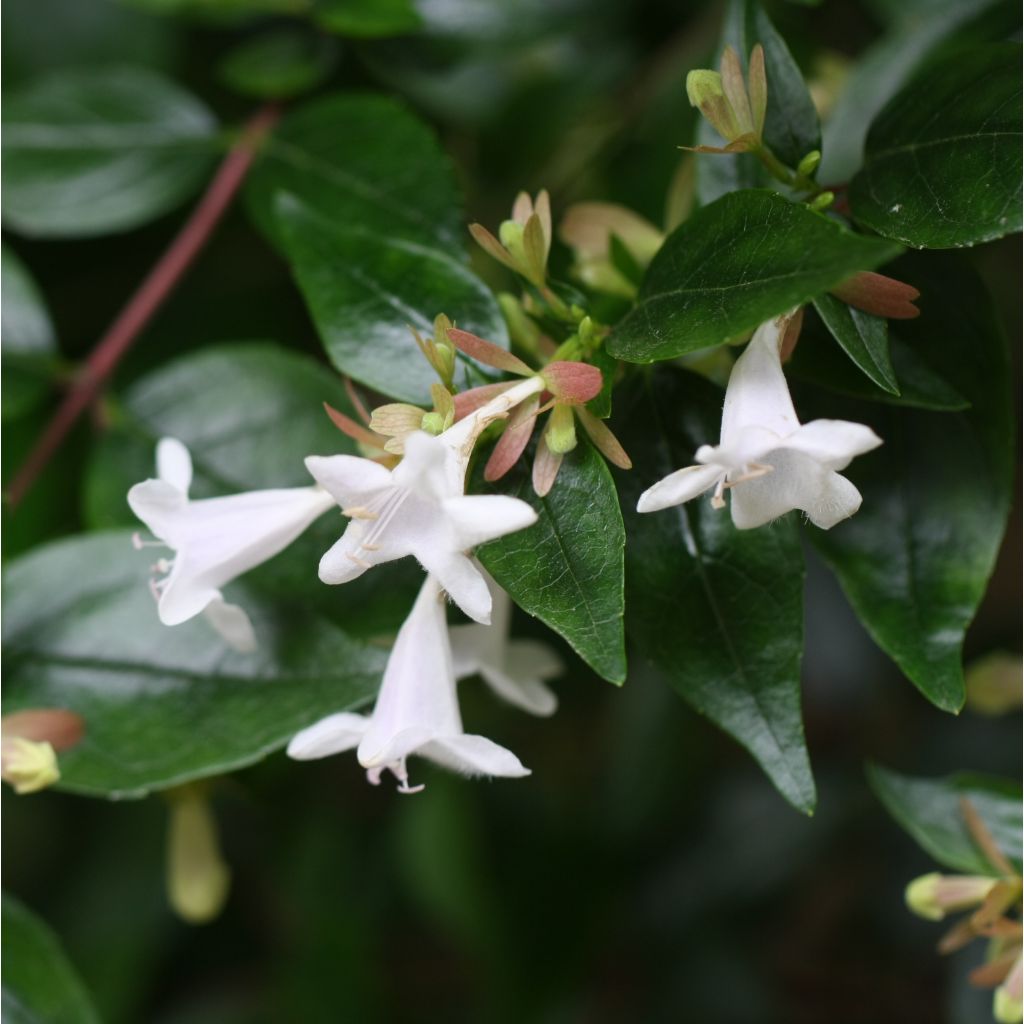 Abelia grandiflora - Abélia à grandes fleurs