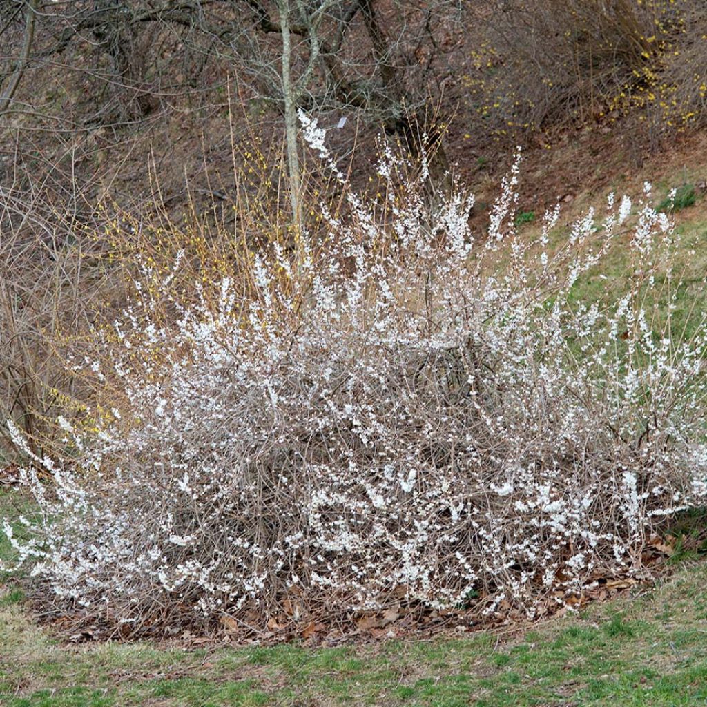 Forsythia blanc de Corée, Abeliophyllum distichum
