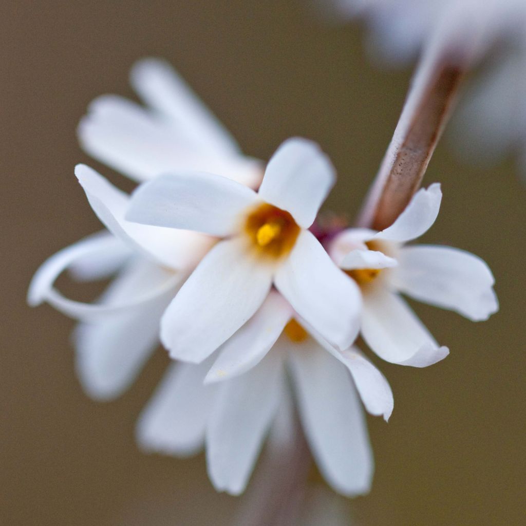 Forsythia blanc de Corée, Abeliophyllum distichum