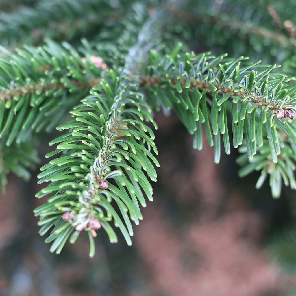 Sapin de Noël de Nordmann - Abies nordmanniana