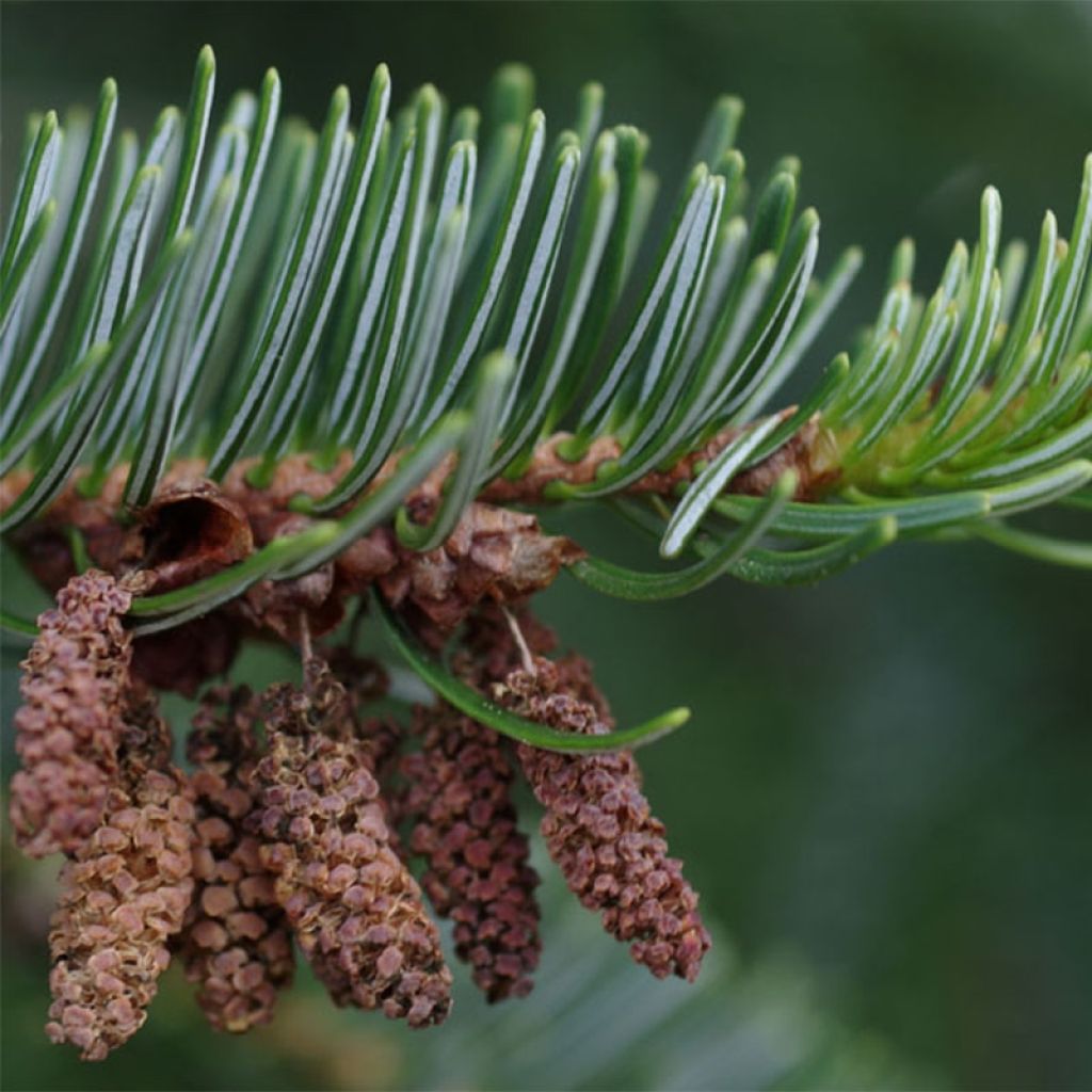 Sapin de Noël de Nordmann - Abies nordmanniana