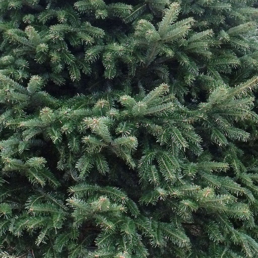 Sapin de Noël de Nordmann - Abies nordmanniana