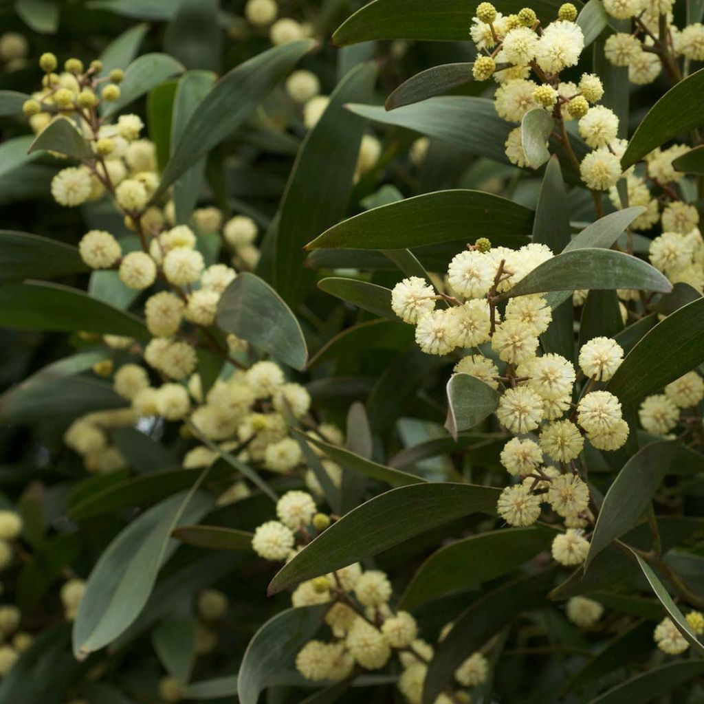 Acacia melanoxylon - Mimosa à bois noir