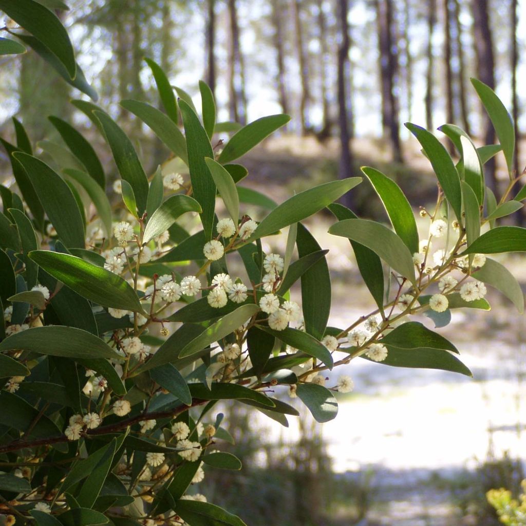 Acacia melanoxylon - Mimosa à bois noir